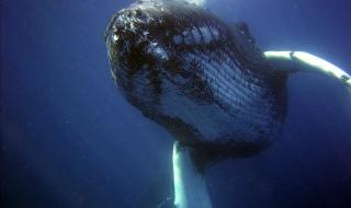 蓝鲸是怎样呼吸的 鲸鱼用什么呼吸